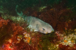 Бенемелава котка акрка. Особливості, опис Бенемелава котка акрка. Особливості, опис